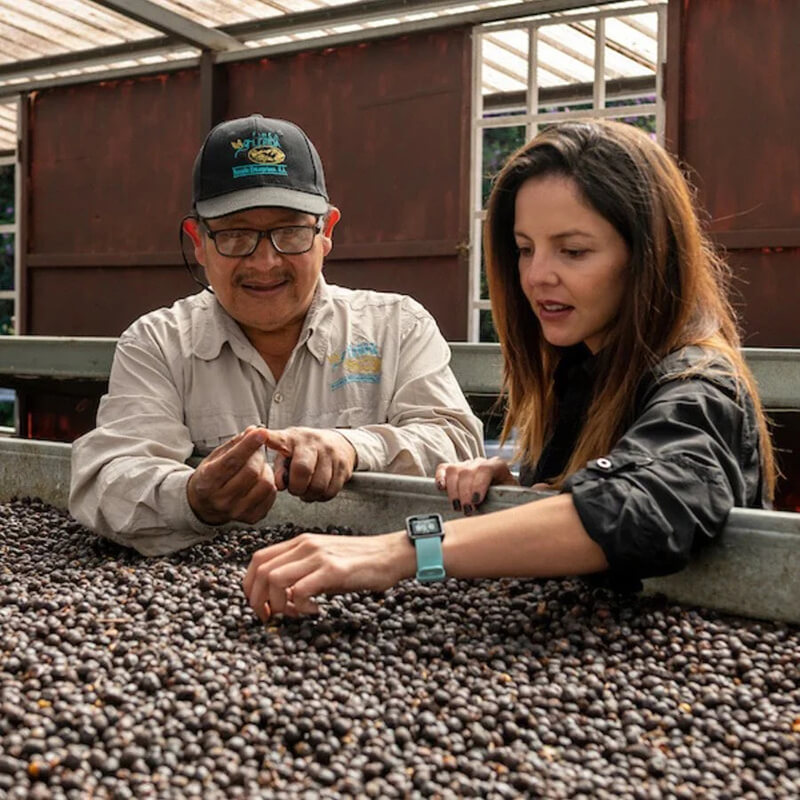 Panama Finca Lerida plantáž 2
